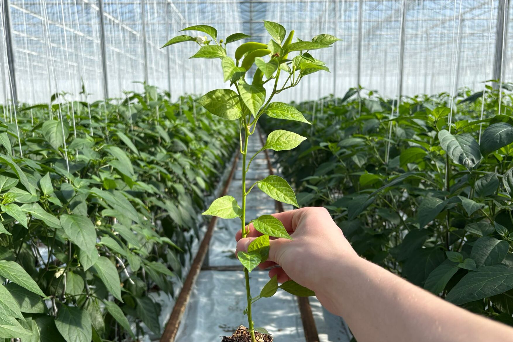 Rawit plant/stek