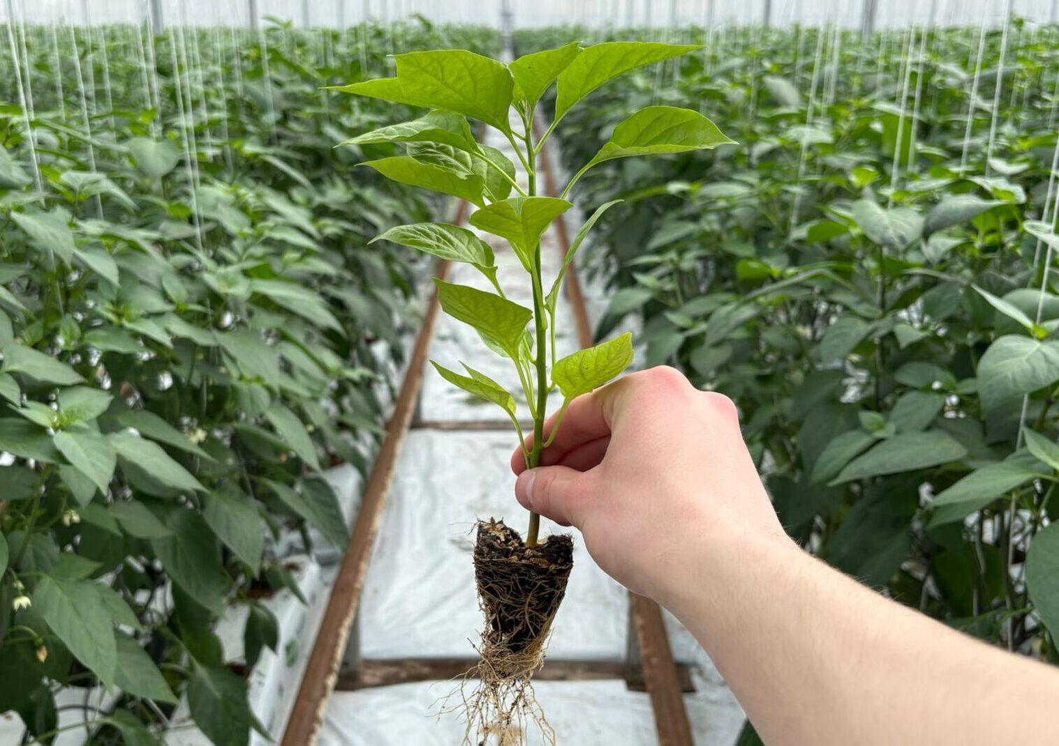 Naga Jolokia plant/stek
