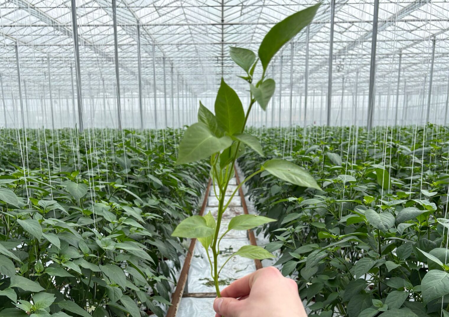 Pimentos de Padron plant/stek