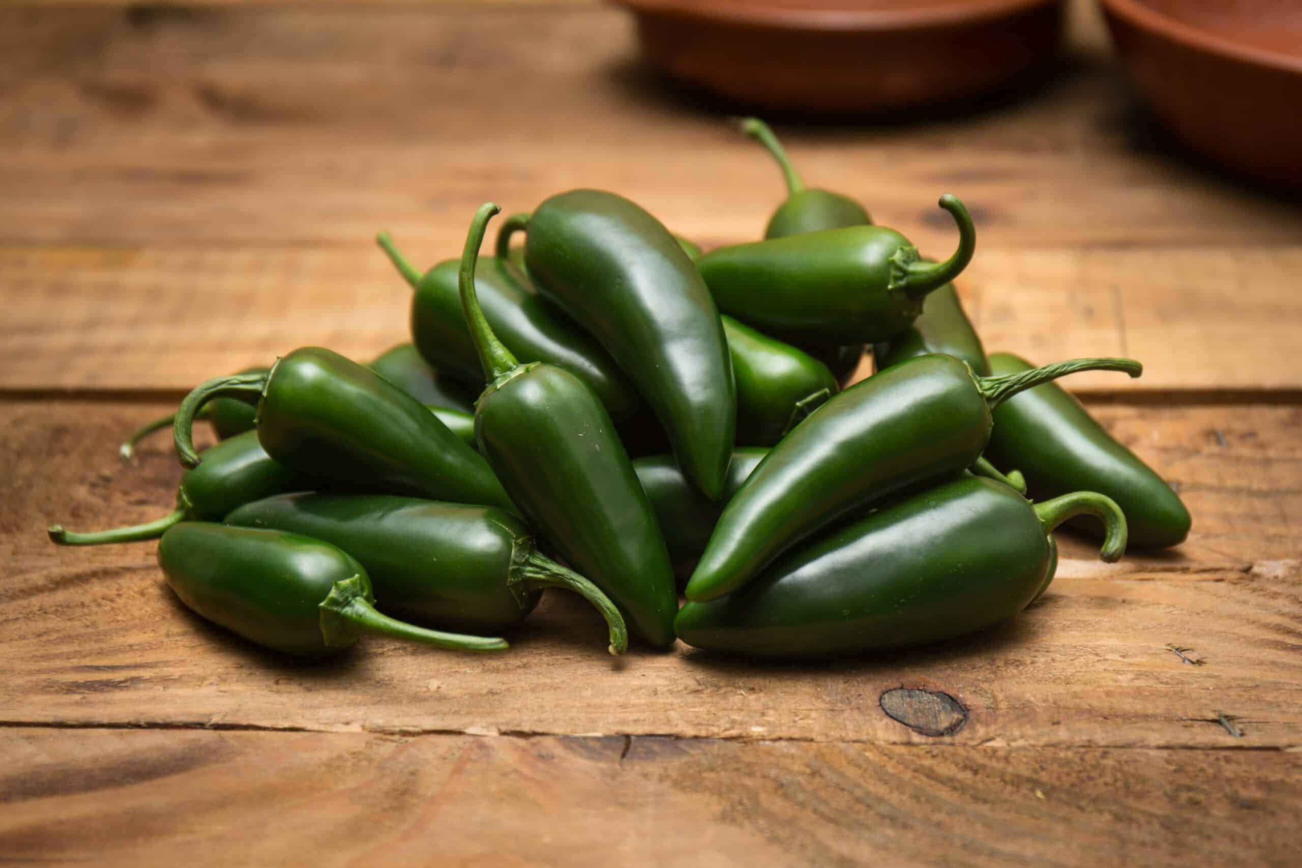 Jalapeño plant/stek
