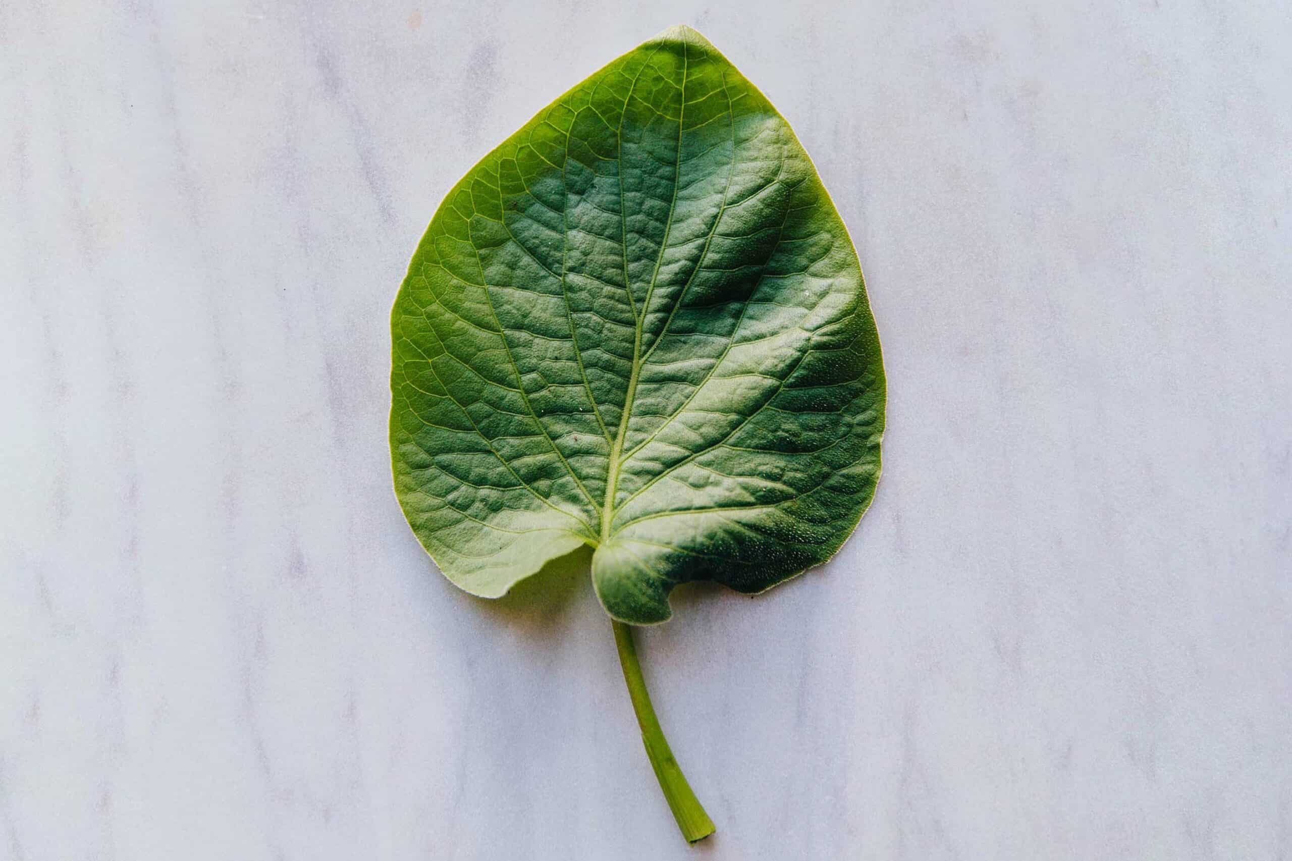 Verse Hoja Santa bladeren – 2 bladeren